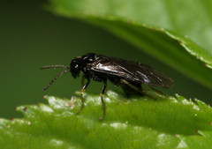 Blennocampinae