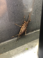 Nesoecia