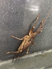 Nesoecia