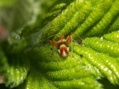 Closterotomus fulvomaculatus