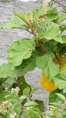 Solanum asperolanatum