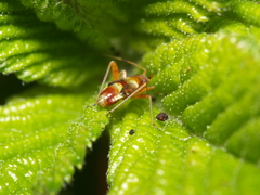 Closterotomus fulvomaculatus