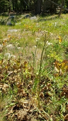 Angelica capitellata