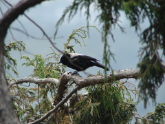 Melaniparus leuconotus