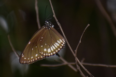 Euploea klugii