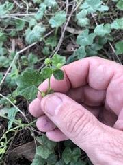 Hydrocotyle bowlesioides