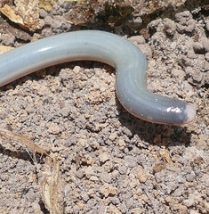 Epictia