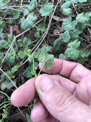 Hydrocotyle bowlesioides