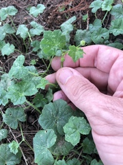 Hydrocotyle bowlesioides