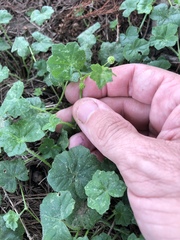 Hydrocotyle bowlesioides