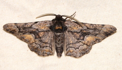 Phaeoura mexicanaria