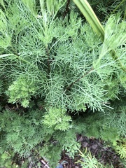 Artemisia abrotanum