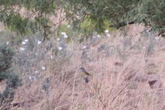 Argemone pleiacantha