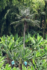 Ceroxylon alpinum