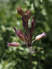 Allium feinbergii