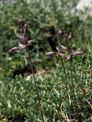 Allium feinbergii