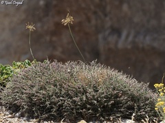 Noaea mucronata