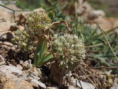 Allium libani