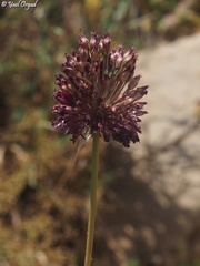 Allium phanerantherum