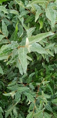 Elaeagnaceae