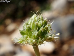 Allium pseudocalyptratum
