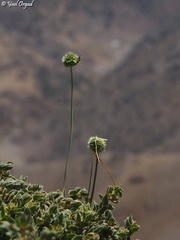 Allium pseudocalyptratum