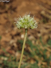 Allium pseudocalyptratum