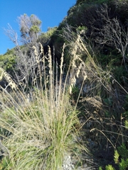 Ampelodesmos mauritanicus