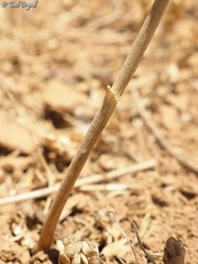 Allium pseudocalyptratum