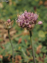 Allium rupicola