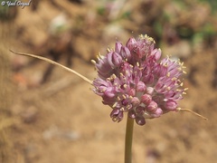 Allium rupicola