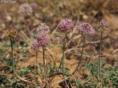 Allium rupicola