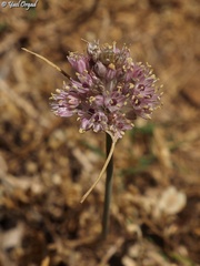 Allium rupicola