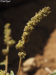 Atriplex lasiantha