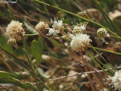 Cephalaria stellipilis