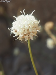 Cephalaria stellipilis