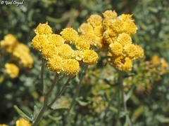 Achillea falcata