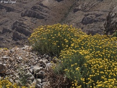 Achillea falcata