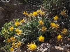 Centaurea drabifolia