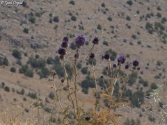 Echinops gaillardotii