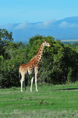 Giraffa camelopardalis reticulata