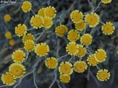 Tanacetum densum