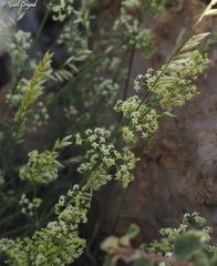 Galium libanoticum