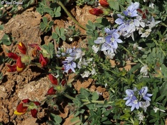Veronica orientalis