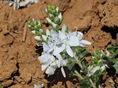 Veronica orientalis