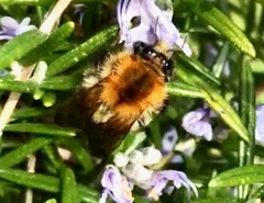 Bombus humilis