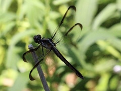 Libellula axilena