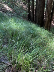Carex barbarae
