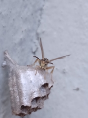 Mischocyttarus cerberus