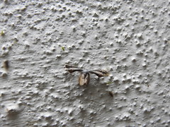 Calledapteryx dryopterata